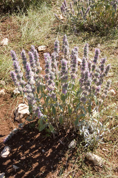 Stachys germanica s.l.